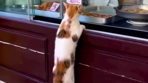 Funny animals 2023 Funniest Cats and Dogs