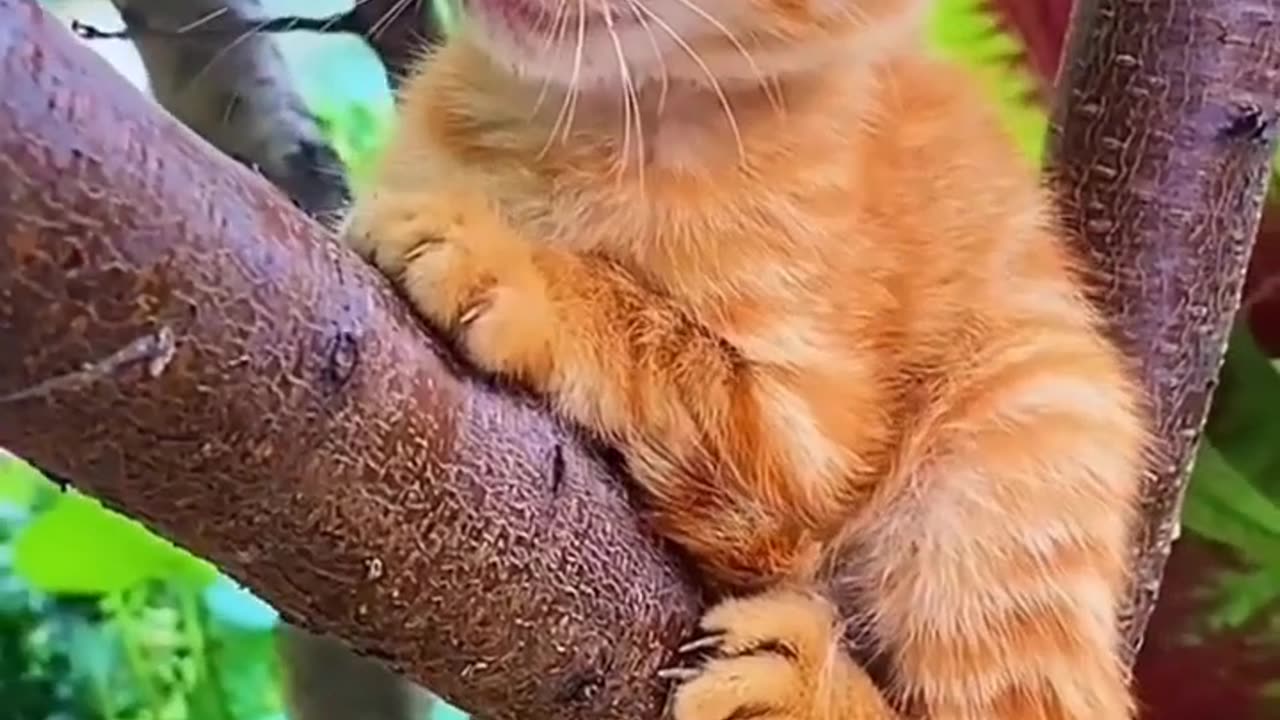 cute baby cat A beautiful moment