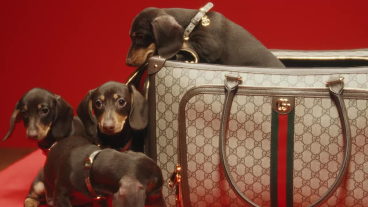 The Gucci Pet Collection