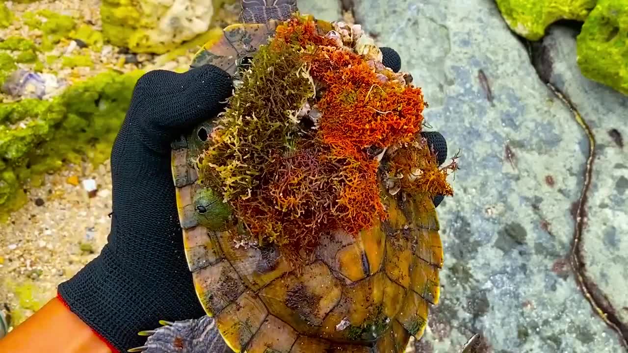 Lucky sea turtle were rescued in time to remove barnacles and the net clinging to the shell