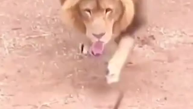 Cute dogs and lion