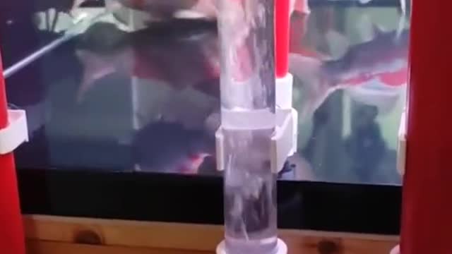 Smart trick for cleaning fishtank