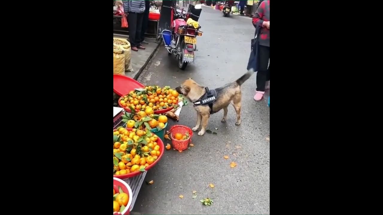 Does your dog know this skill?