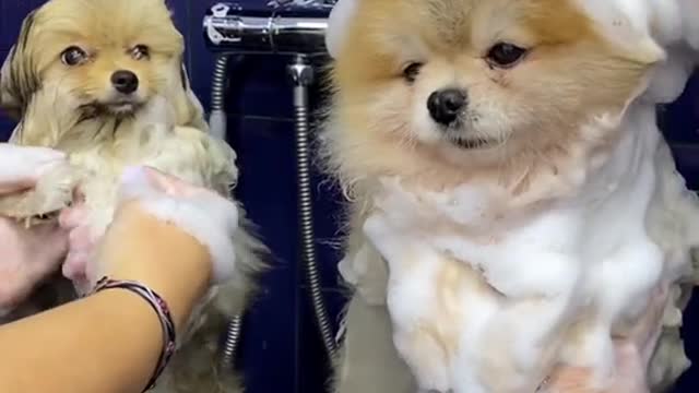 #puppycute #cutepuppy #cutedog #fyp