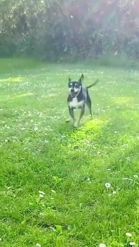 Shorts - Happy Dogs...