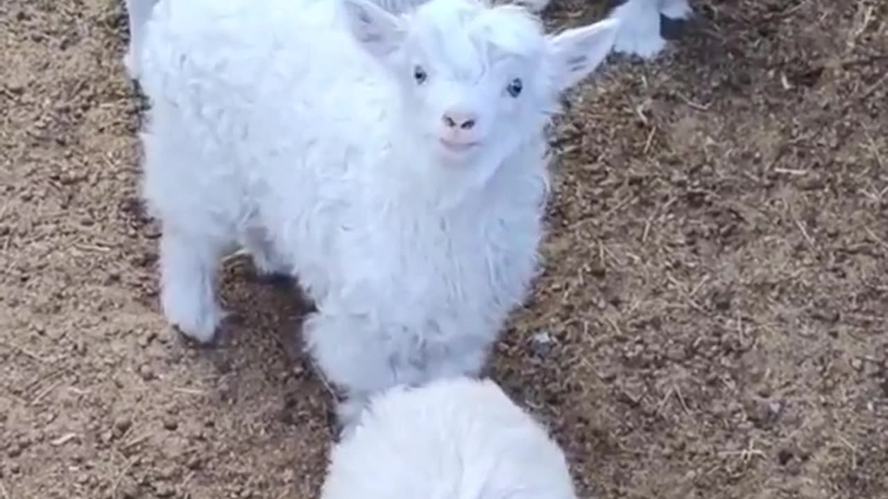 Cute Goat baby#