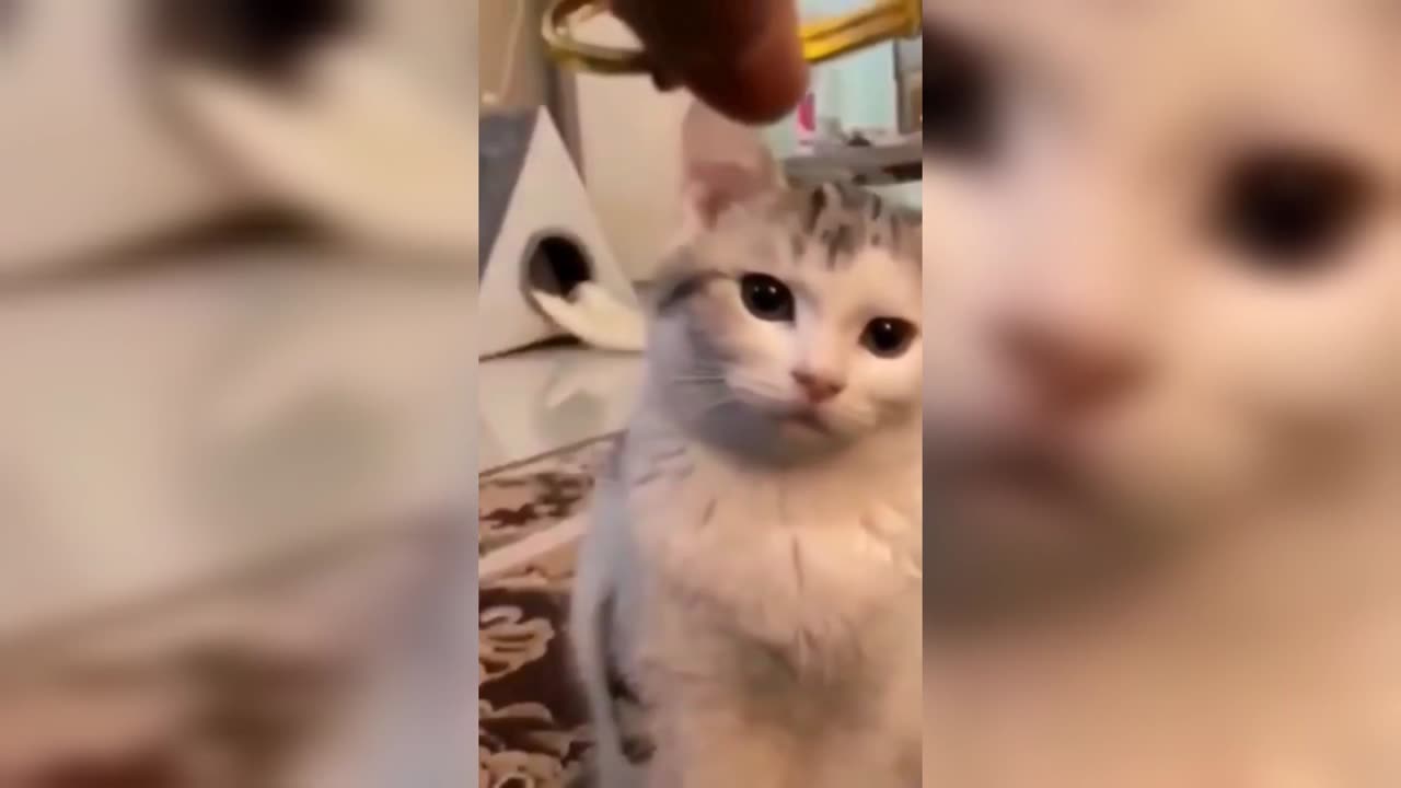 funny cat