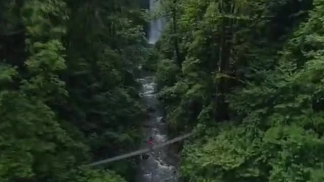 The scenery of the forest