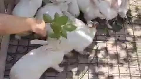 cute white rabbit