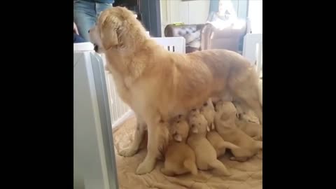 2023 Latest Pets Funny video