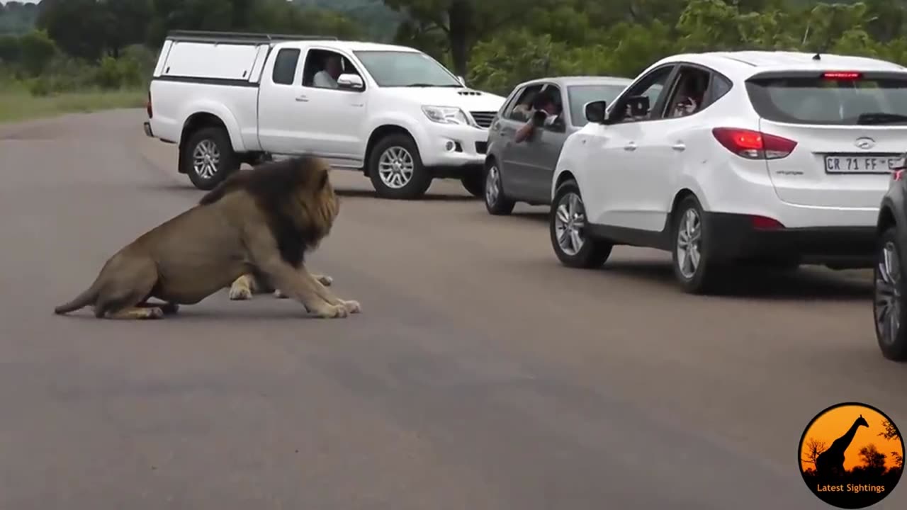 Lion tells tourists why they need to sleep in cars - Latest animal observations