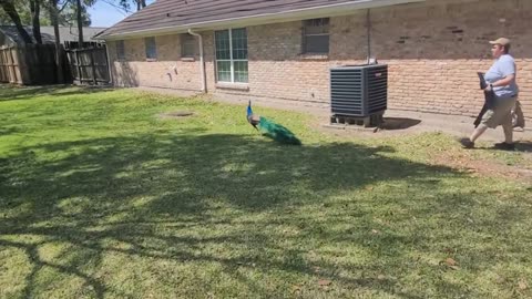 EXOTIC PEACOCK SPOTTED IN HOUSTON HOOD