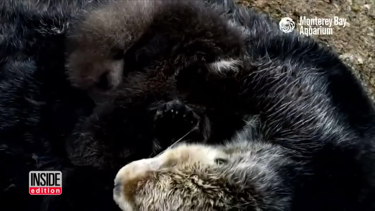 Newborn Sea Otter Pup Snuggles Up With Mom While Floating