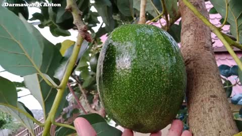 BIG AND DELICIOUS KENDIL AVOCADO