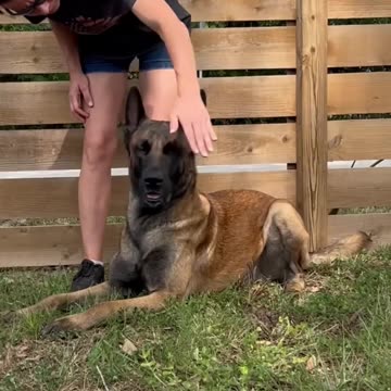 (READ DESCRIPTION BEFORE COMMENTING, I would Never drug my dogs) #belgianmalinois #dog #jackharris