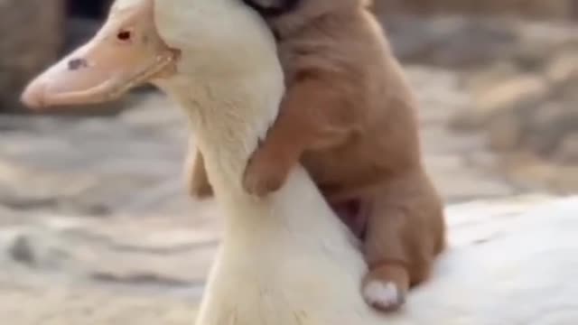 Duck and dog love