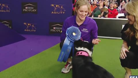 Pink looks for three-peat at Westminster dog show