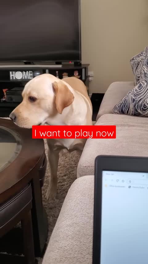 Funny dogs comedy scenes