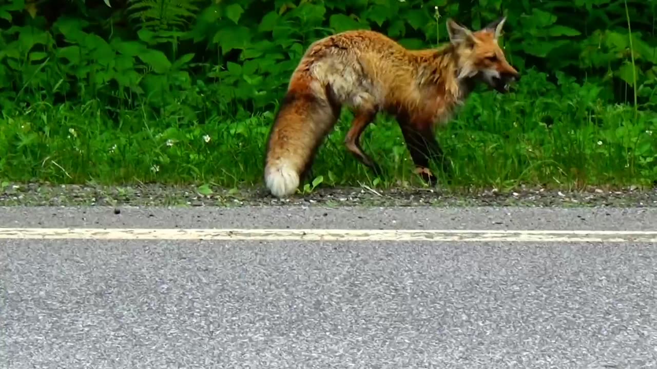 Red Fox