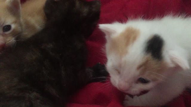 Three Tiny Kittens Exploring