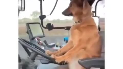 the dog eats the tractor