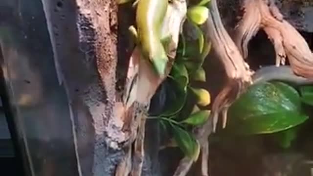 Lizard Comes Out Of Their Glass Tank And Climbs On Owner's Shoulder