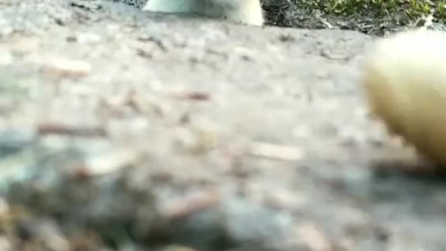 Peanuts attract Squirrels
