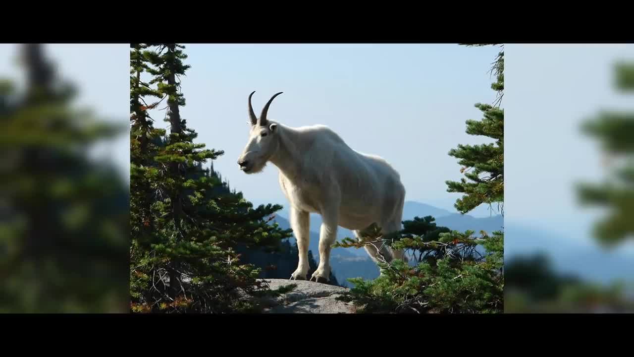 MOUNTAIN GOATS - These Creatures Don’t Care About The Laws Of Physics Despite Their Hooves7