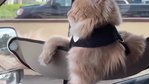How Cats React When Seeing Stranger 1st Time - Running or Being Friendly 10? | Viral Cat