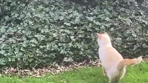 My cats first time outside