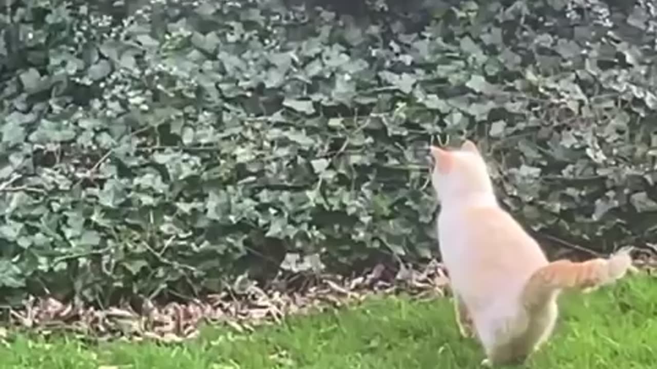My cats first time outside