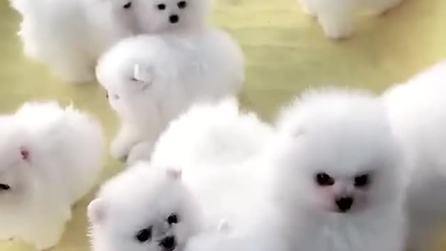 Cute dog whatsapp status cute dog videos