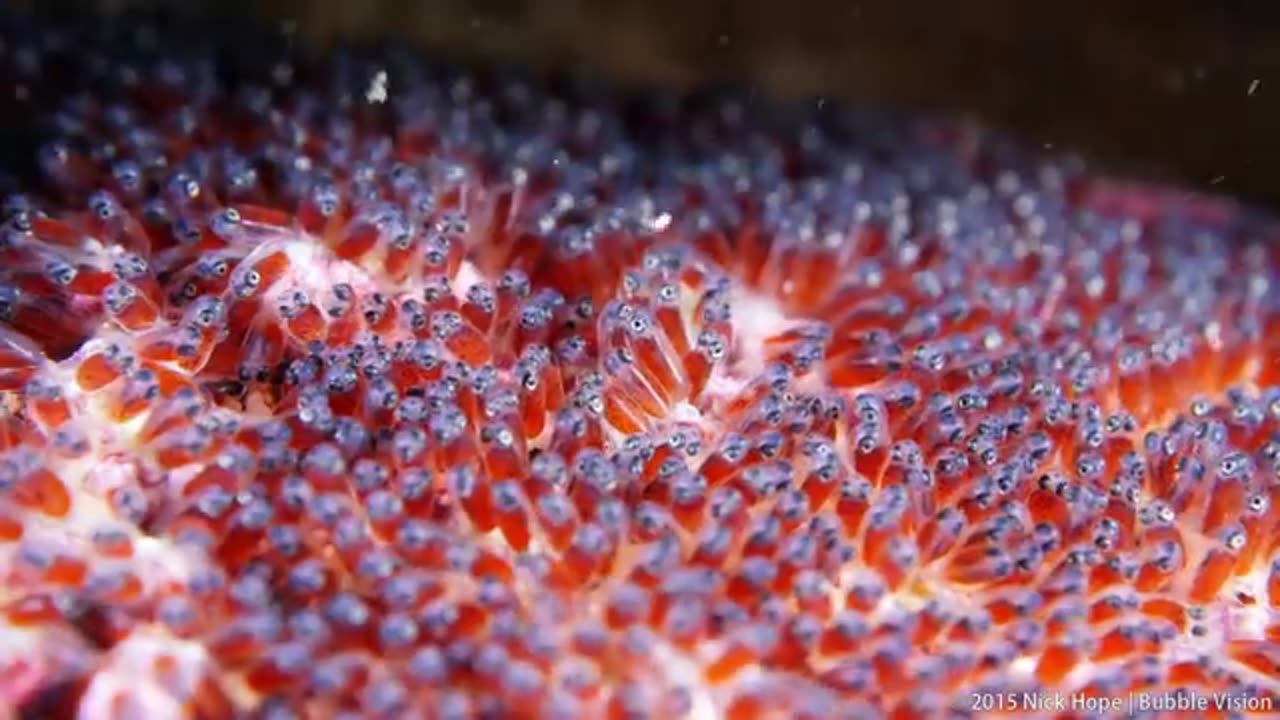 Clownfish Eggs - The Real Finding Nemo