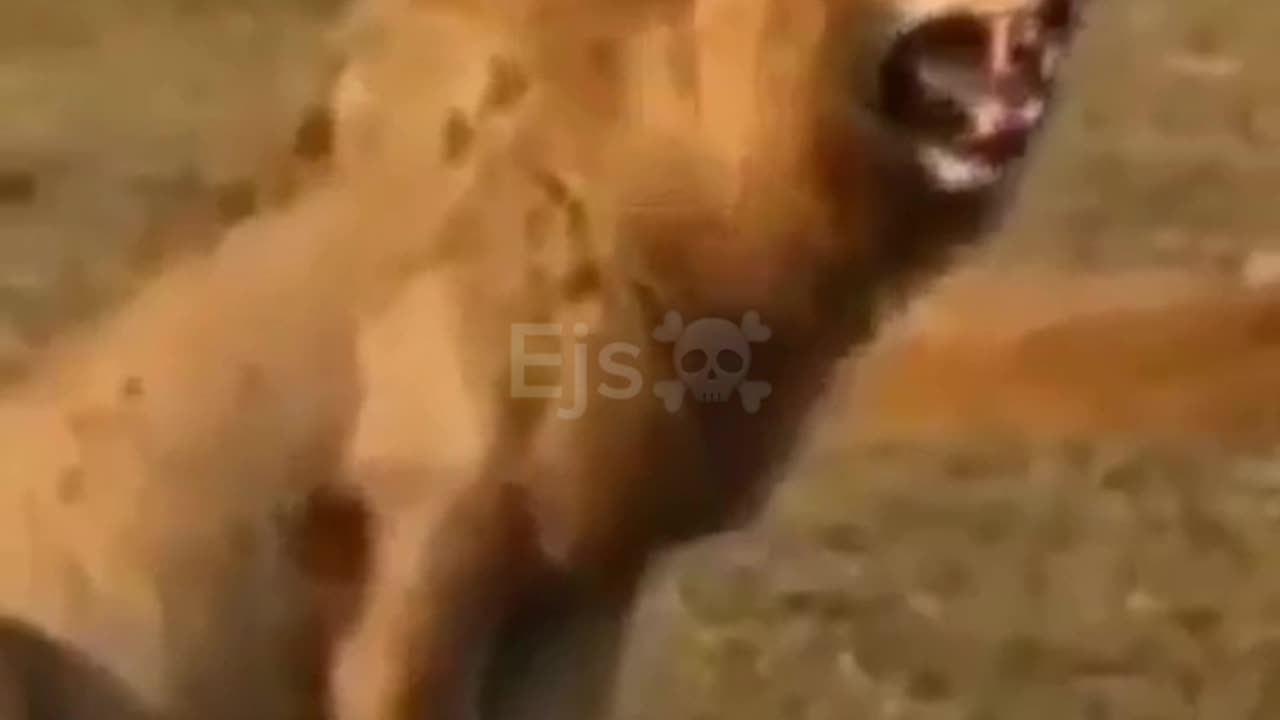 funny video 😂 🤣🤣🤣🤣🤣🤣🤣