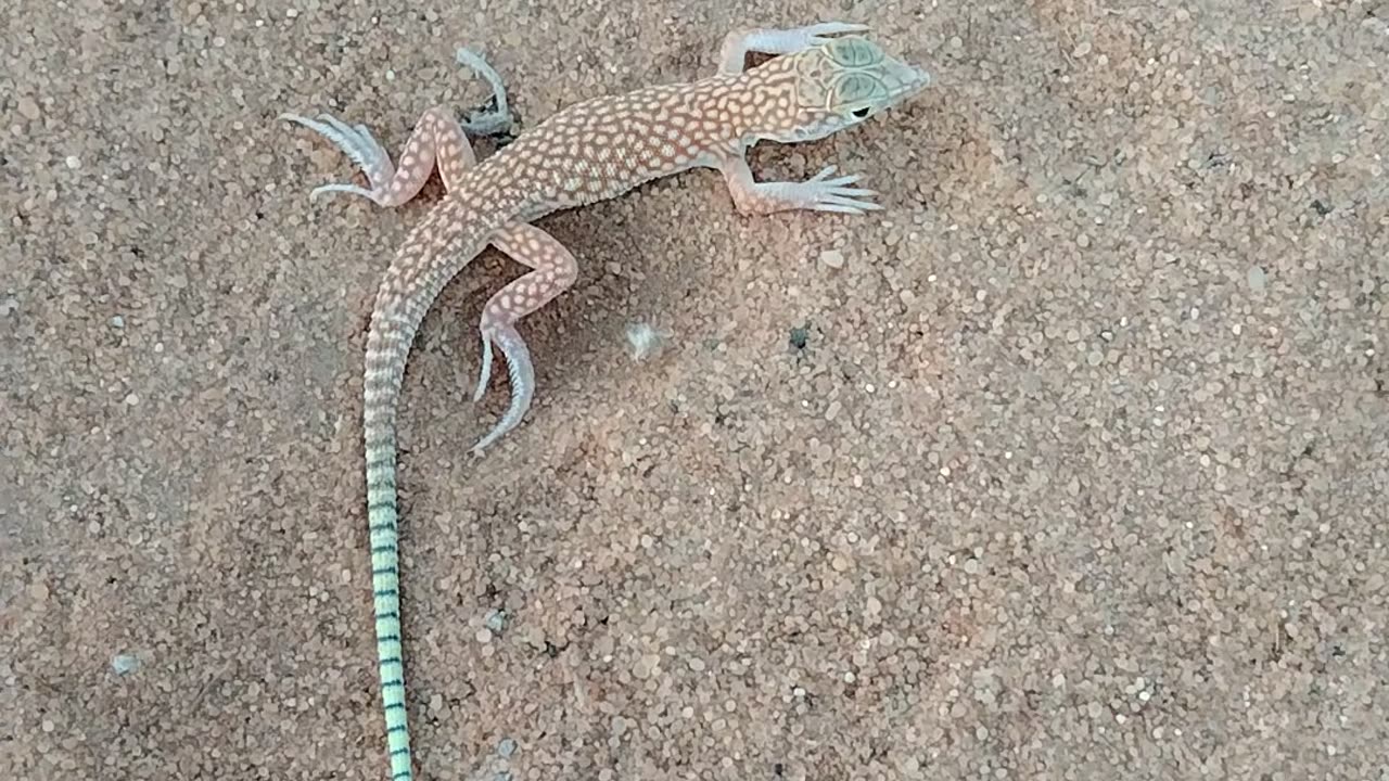 Lizard in ksa