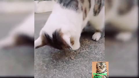 Cute and funny cats videos compilation