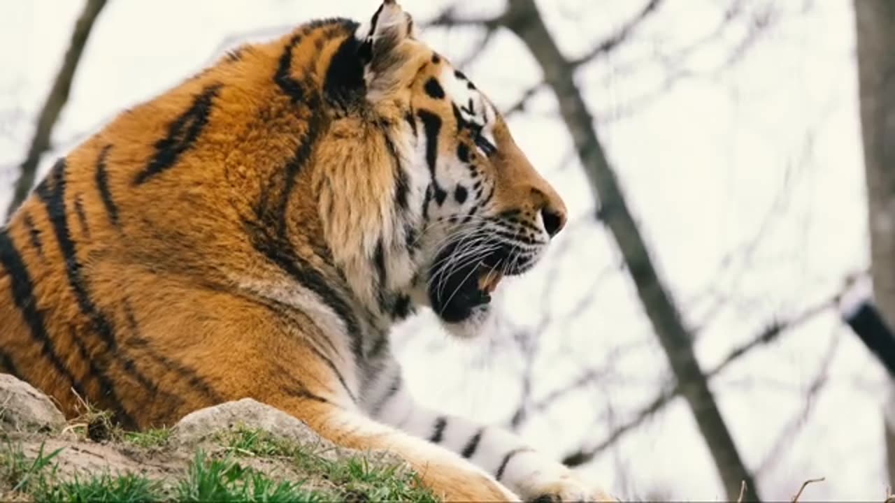 Lion in forest