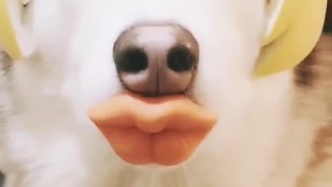 Lovely snow-white dog.