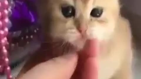 Cute kitten reaction