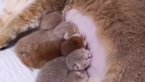 5_Happy mother cat#cat #foryou #fyp #funny