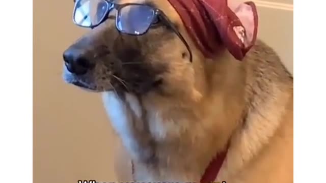 When your meant to be a police dog but end up with a family| funny dog video
