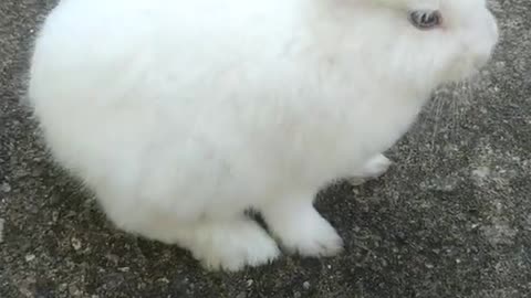 This bunny is the cutest