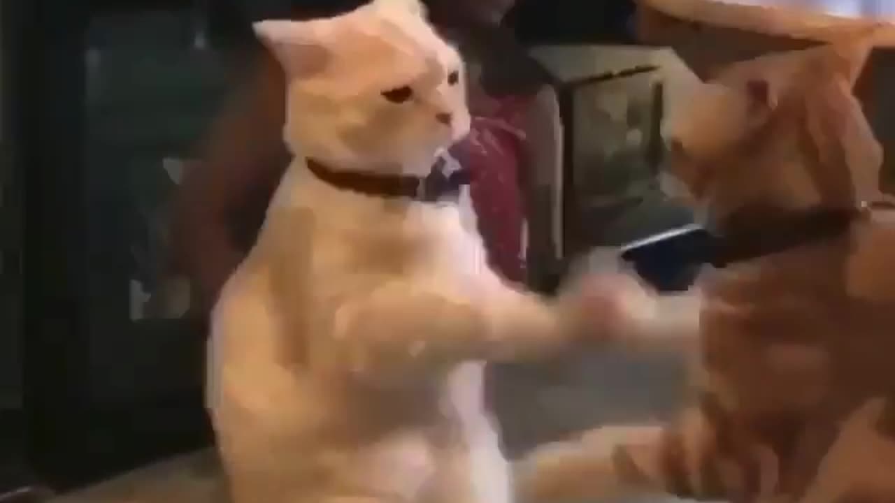 Pets funny video