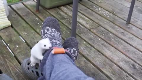Top 10 cute Animals in the world