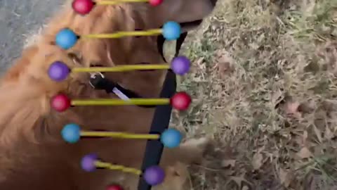 dogs funny moments
