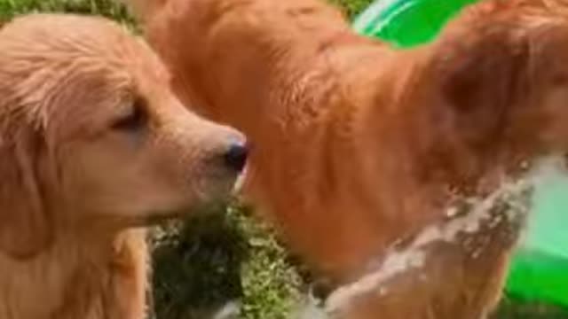 Funny dogs trying to eat water - Best Animal Reaction and Moments #shorts