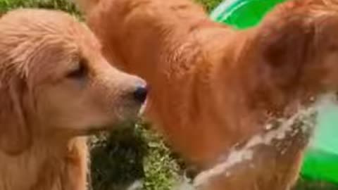 Funny dogs trying to eat water - Best Animal Reaction and Moments #shorts