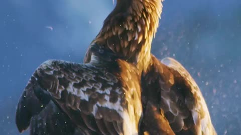 Eagle