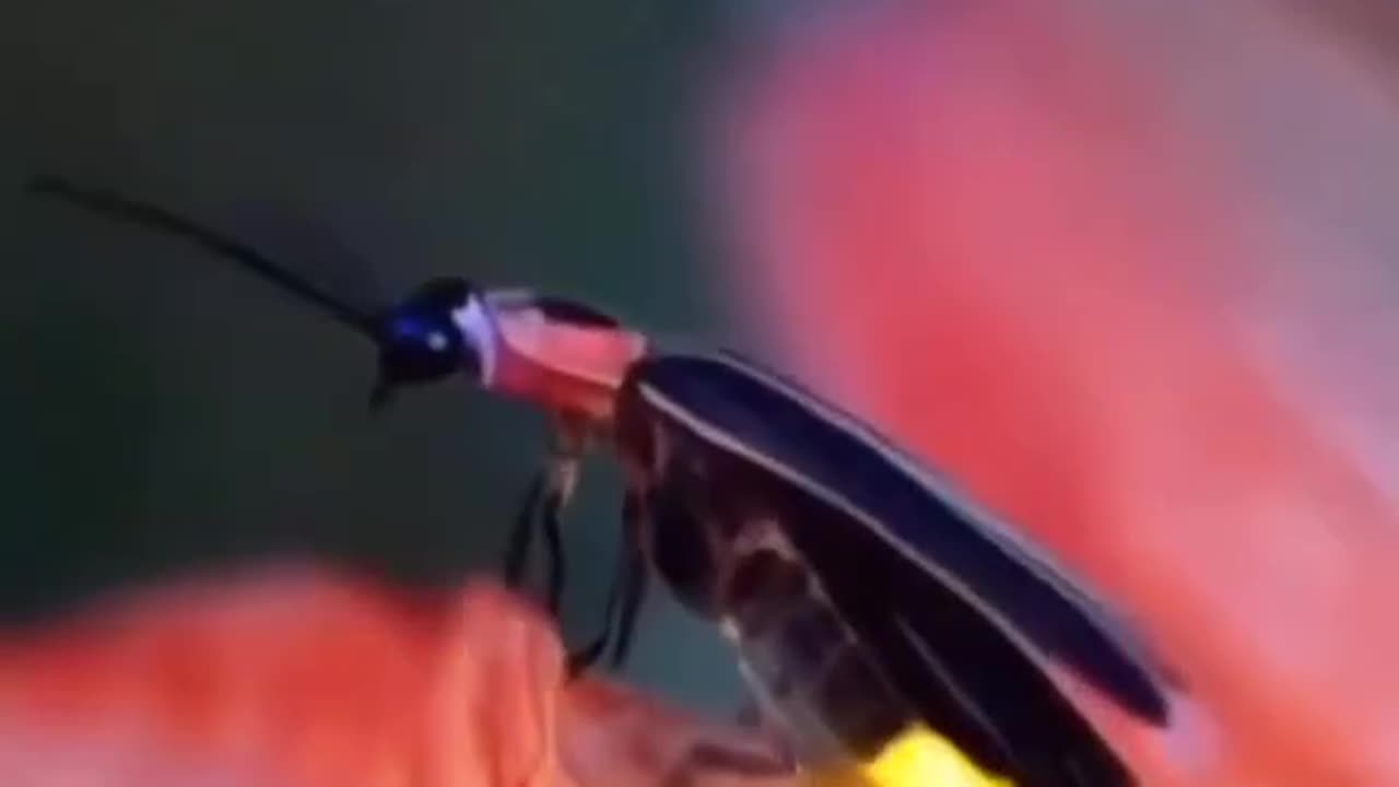 Lighting Pets
