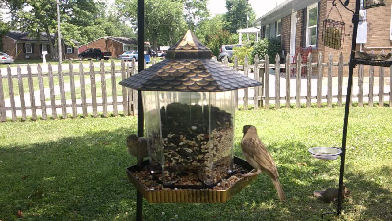 New feeder, it's a hit!